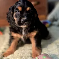 Chubs, a male Cocker Spaniel for sale in Hardy, AR – Photo 5 of 9