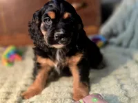 processed/90cf4e8e-6c9a-416f-af77-f1ec7d19d841/listing/416cf56a-38af-4a97-8244-e977558d0479/1b008da0-a001-4645-a7d9-35a3ddf3f865