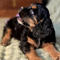 Chubs, a male Cocker Spaniel for sale in Hardy, AR – Photo 3 of 9