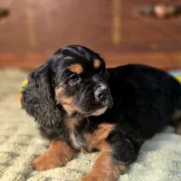 Chubs, a male Cocker Spaniel for sale in Hardy, AR – Photo 4 of 9