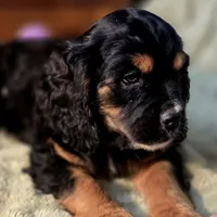 Chubs, a male Cocker Spaniel for sale in Hardy, AR – Photo 2 of 9