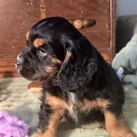 Chubs, a male Cocker Spaniel for sale in Hardy, AR – Photo 1 of 9