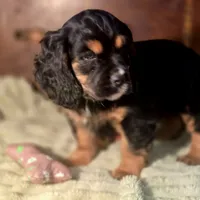 Chubs, a male Cocker Spaniel for sale in Hardy, AR – Photo 8 of 9