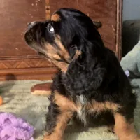 Chubs, a male Cocker Spaniel for sale in Hardy, AR – Photo 7 of 9