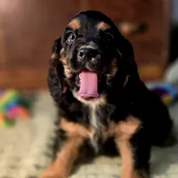 Chubs, a male Cocker Spaniel for sale in Hardy, AR – Photo 9 of 9
