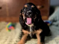 processed/90cf4e8e-6c9a-416f-af77-f1ec7d19d841/listing/416cf56a-38af-4a97-8244-e977558d0479/f1c72973-2983-4906-bd13-6a50c70c4887