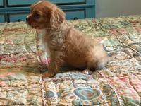 Paisley, a female Cavalier King Charles Spaniel for sale in Hardy, AR – 1 of 5