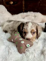 Care Bear, a male Cocker Spaniel for sale in Hardy, AR – 4 of 9