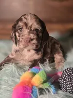 Jade, a female Cocker Spaniel for sale in Hardy, AR – 9 of 9
