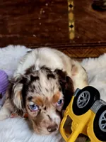 Sassy, a female Cocker Spaniel for sale in Hardy, AR – 5 of 9