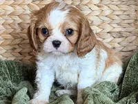 Parker, a male Cavalier King Charles Spaniel for sale in Hardy, AR – 3 of 5