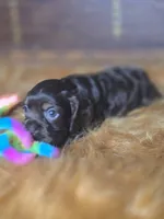 Akria, a female Cocker Spaniel for sale in Hardy, AR – 10 of 10