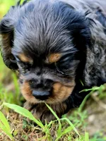 Beautiful Girl, a female Cocker Spaniel for sale in Hardy, AR – 7 of 9