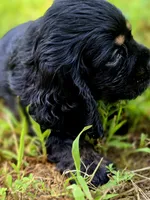 Laddy, a male Cocker Spaniel for sale in Hardy, AR – 2 of 9