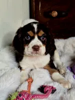 Rocket, a male Cocker Spaniel for sale in Hardy, AR – 8 of 9