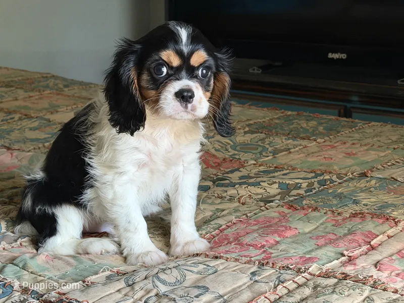 Shiloh – Cavalier King Charles Spaniel puppy for sale in Hardy, AR