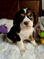 Rocket, a male Cocker Spaniel for sale in Hardy, AR – 6 of 9