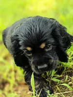Laddy, a male Cocker Spaniel for sale in Hardy, AR – 3 of 9