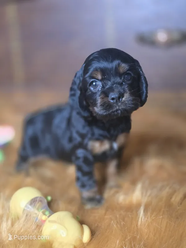 Midnight  – Cocker Spaniel puppy for sale in Hardy, AR