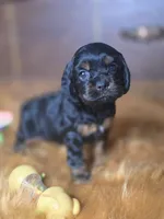 Midnight , a male Cocker Spaniel for sale in Hardy, AR – 1 of 10