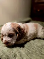 processed/90cf4e8e-6c9a-416f-af77-f1ec7d19d841/listing/447ae3f7-5f36-4f1e-8d2a-83e834d21c3e/097cc02e-7966-4731-8f6f-29bca2dc2eca