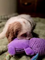 processed/90cf4e8e-6c9a-416f-af77-f1ec7d19d841/listing/447ae3f7-5f36-4f1e-8d2a-83e834d21c3e/25115a45-2d10-4103-a04e-a30258e9efc2