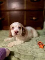 processed/90cf4e8e-6c9a-416f-af77-f1ec7d19d841/listing/447ae3f7-5f36-4f1e-8d2a-83e834d21c3e/7f016346-7ff5-4e30-b444-220c78d594cd