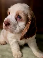 processed/90cf4e8e-6c9a-416f-af77-f1ec7d19d841/listing/447ae3f7-5f36-4f1e-8d2a-83e834d21c3e/97ea91eb-9ad0-4d88-8edf-9a06231f1640