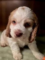 processed/90cf4e8e-6c9a-416f-af77-f1ec7d19d841/listing/447ae3f7-5f36-4f1e-8d2a-83e834d21c3e/a609434c-301b-4f89-9d8a-dd9e41864756