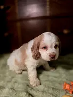 processed/90cf4e8e-6c9a-416f-af77-f1ec7d19d841/listing/447ae3f7-5f36-4f1e-8d2a-83e834d21c3e/e59396c8-2572-43c3-b381-4f531b0d8b00