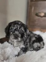 Mandy, a female Cocker Spaniel for sale in Hardy, AR – 9 of 10
