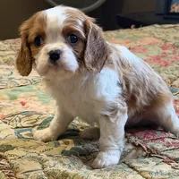 Cheston, a male Cavalier King Charles Spaniel for sale in Hardy, AR – Photo 3 of 3