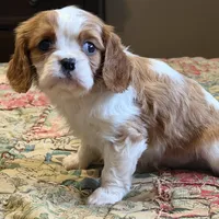 Cheston, a male Cavalier King Charles Spaniel for sale in Hardy, AR – Photo 2 of 3
