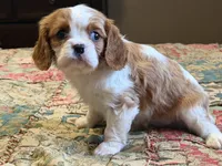 Cheston, a male Cavalier King Charles Spaniel for sale in Hardy, AR – Photo 2 of 3