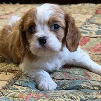 Cheston, a male Cavalier King Charles Spaniel for sale in Hardy, AR – Photo 1 of 3