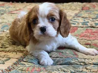 Cheston, a male Cavalier King Charles Spaniel for sale in Hardy, AR – Photo 1 of 3