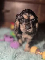 Marshall, a male Cocker Spaniel for sale in Hardy, AR – 4 of 10