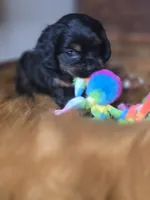 Midnight , a male Cocker Spaniel for sale in Hardy, AR – 10 of 10