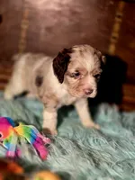 Aroura, a female Cocker Spaniel for sale in Hardy, AR – 8 of 10