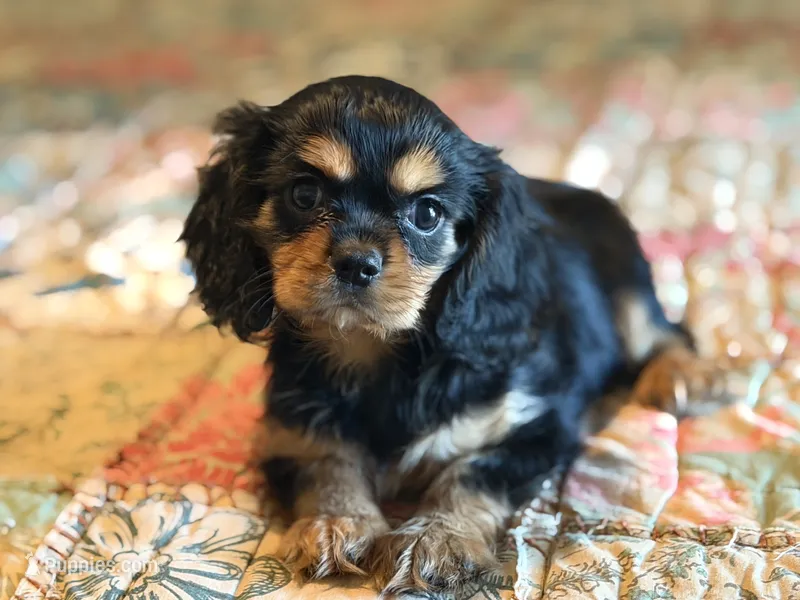 Sylvie – Cavalier King Charles Spaniel puppy for sale in Hardy, AR