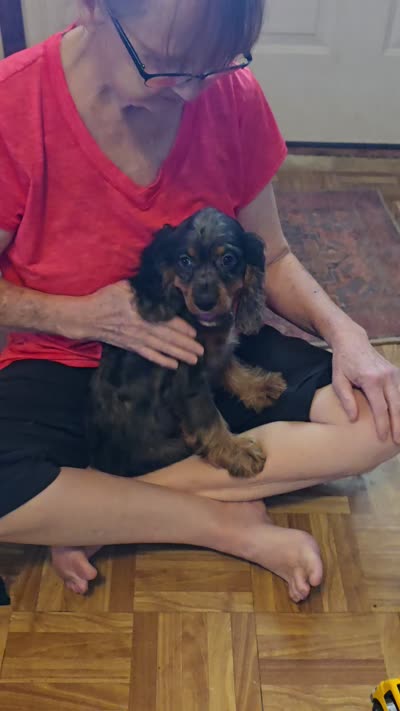 Sissy, a female Cocker Spaniel for sale in Hardy, AR – 2 of 10