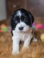 Panda, a female Cocker Spaniel for sale in Hardy, AR – 1 of 9