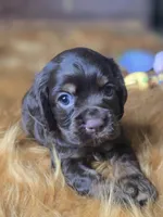 Kyson, a male Cocker Spaniel for sale in Hardy, AR – 7 of 10