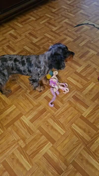 Beautiful Girl, a female Cocker Spaniel for sale in Hardy, AR – 6 of 10
