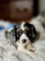Cameron , a male Cocker Spaniel for sale in Hardy, AR – 9 of 9