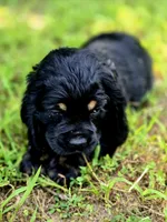 Happy, a female Cocker Spaniel for sale in Hardy, AR – 7 of 9