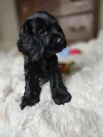 Cole, a male Cocker Spaniel for sale in Hardy, AR – 5 of 9