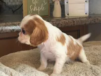 Emma, a female Cavalier King Charles Spaniel for sale in Hardy, AR – 2 of 5
