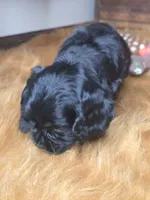 Cameron , a male Cocker Spaniel for sale in Hardy, AR – 4 of 10