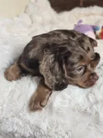 Moose Tracks, a male Cocker Spaniel for sale in Hardy, AR – 2 of 9